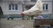 В одном из городов Коми ввели карантин из-за птичьего гриппа