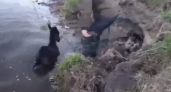 В Коми рыбаки спасли жеребенка из реки