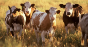 "Мы останемся без мяса?": в Коми ввели карантин из-за смерти рогатого скота