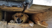 Тарифы на услуги по обращению с безнадзорными животными в Сосногорске выросли на 233%