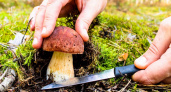 Китайские ученые обнаружили удивительные полезные свойства грибов