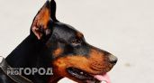 Хозяина собаки, укусившей жительницу Коми, оштрафовали