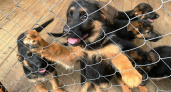 Питомник УФСИНа в Коми вывел 25 породистых щенков