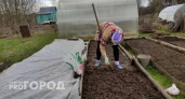 Это популярное у дачников растение теперь запретили выращивать: новое строгое правило для россиян