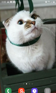 Я твой подарок 