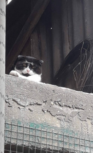 Страж порядка