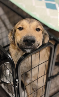 Собака улыбака