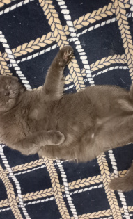 Кошечка Сонечка