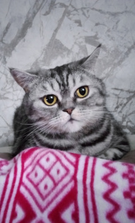 Анастасия Рогатина 