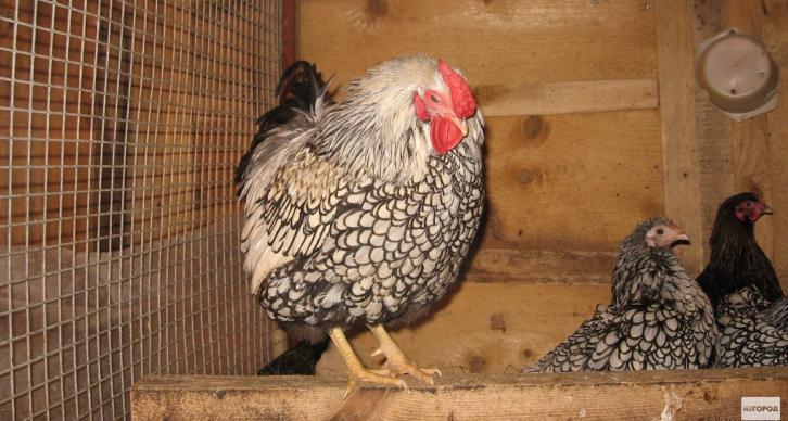 В России вывели куриц, дающих яйца для производства вакцин 