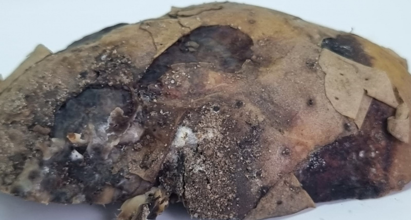 В Коми обнаружили резиновую гниль картофеля