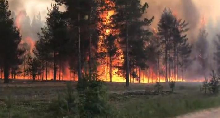 В Коми за прошедший сезон произошло 174 лесных пожара