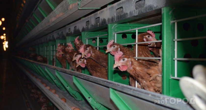 В Коми пройдет суд над бывшими работниками Зеленецкой птицефабрики
