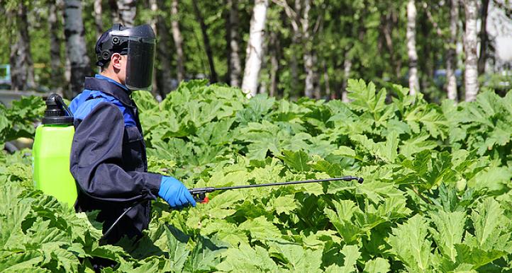 В Коми не нашлось средств для программы по борьбе с борщевиком