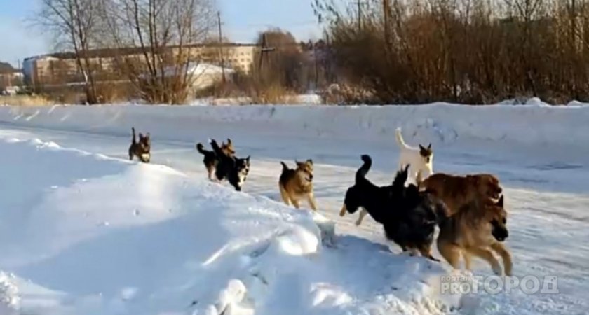 В Коми бездомные собаки спасли пса на привязи от волков