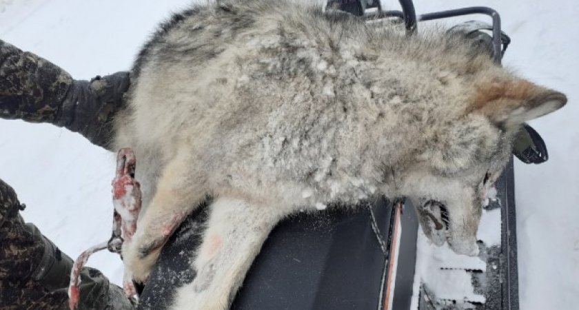 Волки все чаще начали подходить к населенным пунктам в Коми