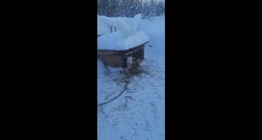 В Коми коза пыталась выселить пса из будки