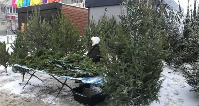 Жители Коми купили на Новый год более 5 тысяч живых елок
