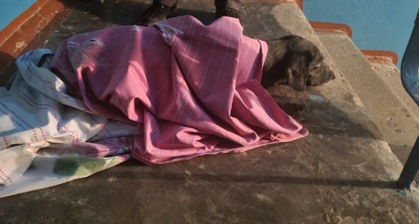 В Коми спасатели вытащили из запертой квартиры обессиленную собаку
