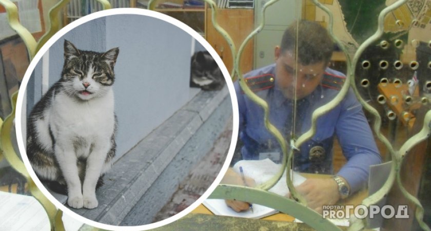 В Коми женщине пришлось заплатить 20 тысяч за гибель кота