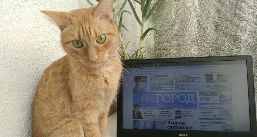 Кошек, собак и других домашних животных внесут в закон о маркировке