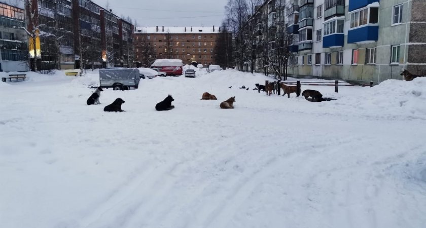 Жителей Сосногорска терроризируют бездомные собаки