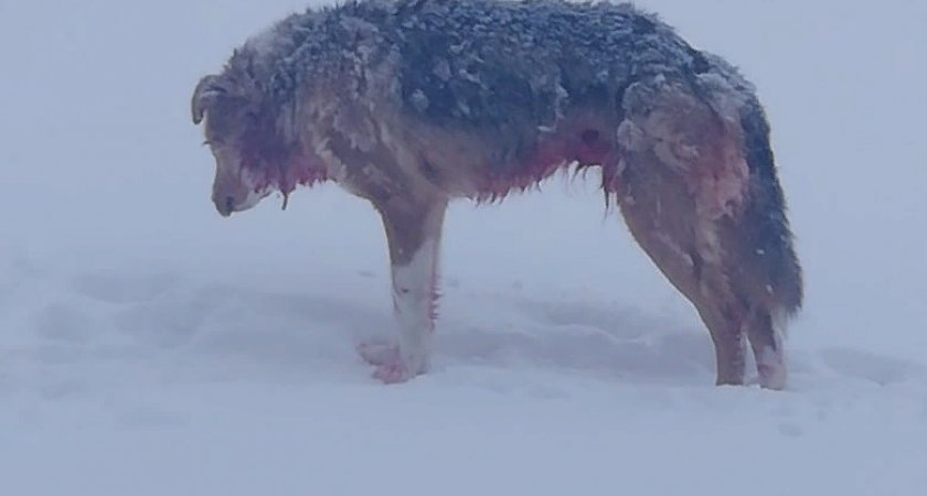В поселке Коми волки открыли охоту на домашних собак 