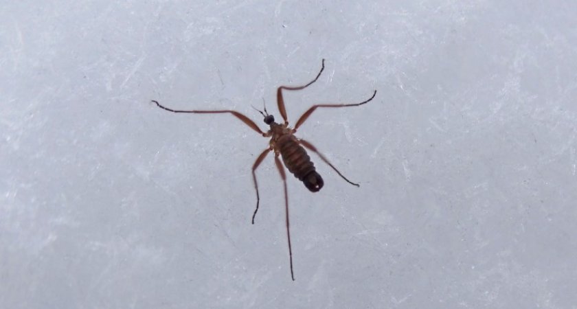 Жительница Ухты нашла ценного "зимнего комара"