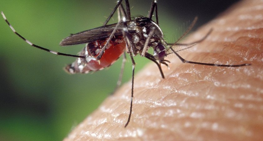 Ученые выяснили, какие цвета больше всего привлекают комаров