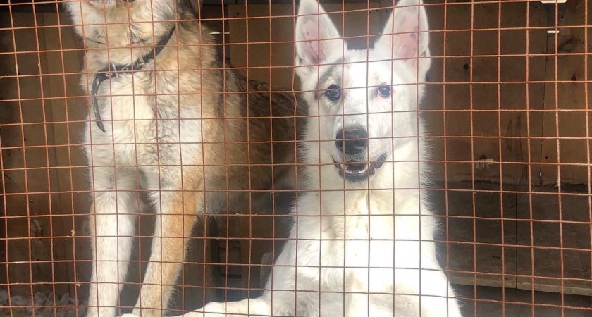 Ухтинский приют для бродячих собак будет расширен