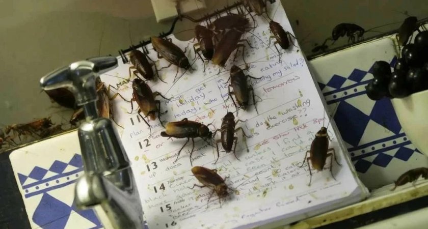 "Кишела тараканами и клопами": житель Коми "загадил" муниципальную квартиру