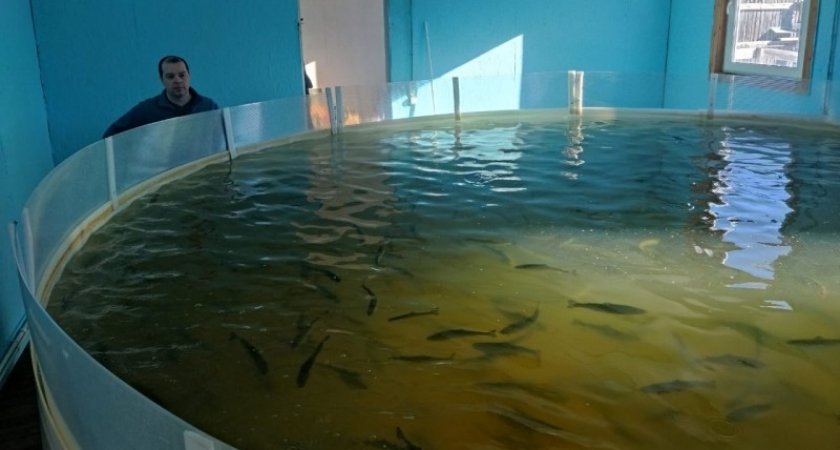 В Коми открылось новое форелевое хозяйство