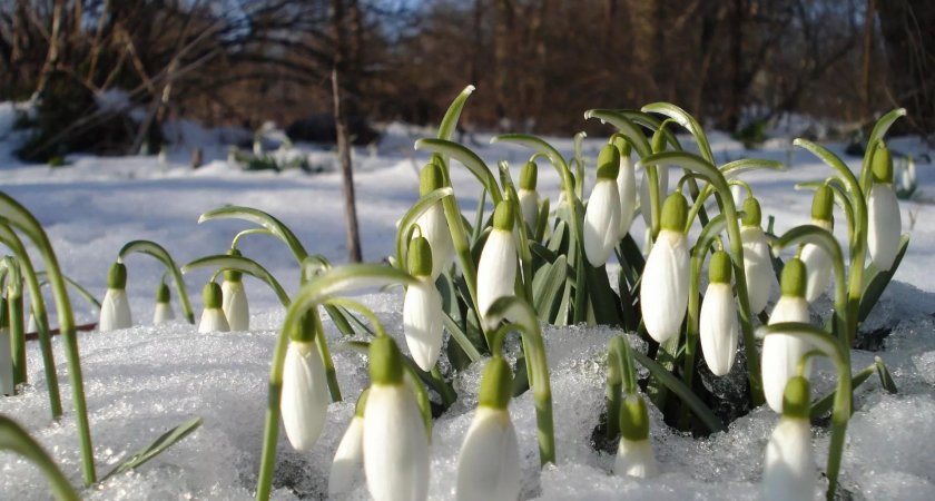 Эксперты назвали группу крови людей, для которых опасна весна