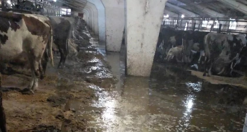 Вместо скандальной фермы, где коровы тонут в навозе, в Коми построят современную