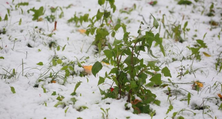 11 регионов России предупредили о снеге в начале сентября, в том числе и Коми