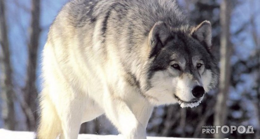 В Коми закончатся выплаты на добычу волка