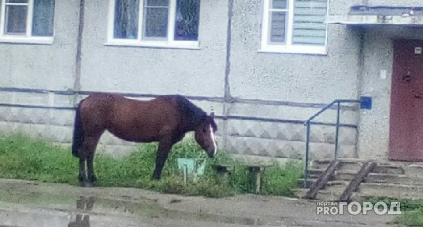 В Коми озверевший конь по неосторожности разбил своего железного собрата