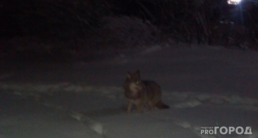 В Коми нашли решение проблемы с волками, которые выходят к людям