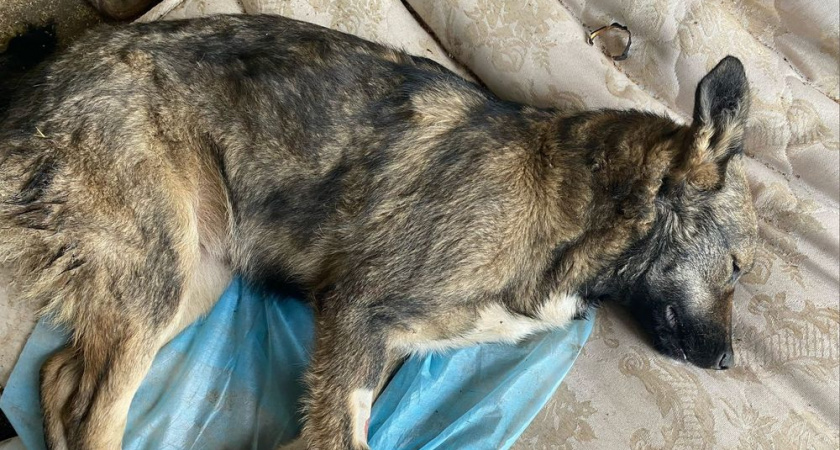 "Настоящий живодер": в Ухте начали массово убивать собак