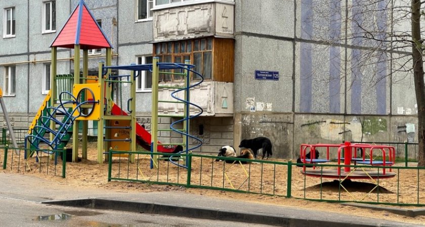 В Коми стая больших собак захватила детскую площадку