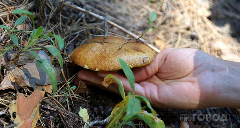 Минприроды Коми предложило ввести плату за сбор грибов 