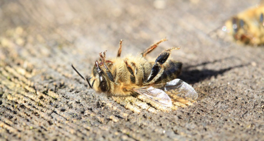 Пчелы прогнозируют невыносимую зиму в Коми