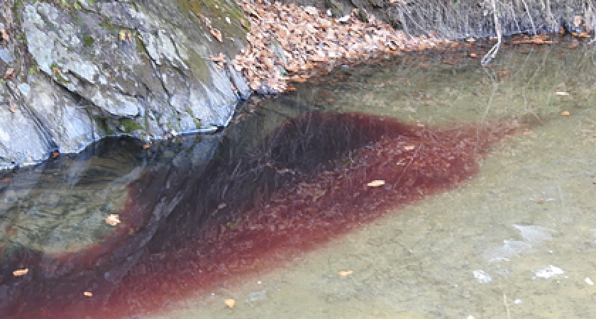 В Коми жуткий охотник устроил на реке кровавую бойню