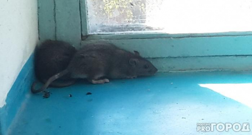 В 2021 году жителей Коми кусали уличные крысы, игуана и бобер 