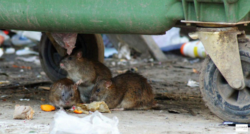 "Чуть не покусали моего ребенка!": крысы атаковали жилые дворы Ухты 