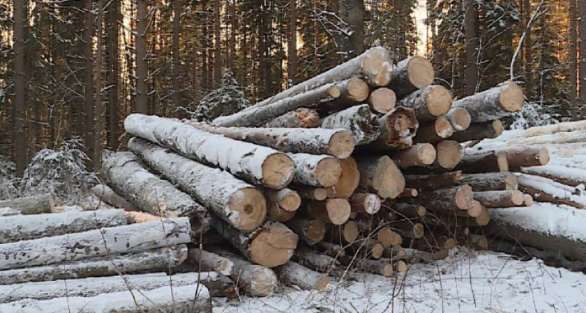В Коми преступники незаконно вырубили лес на колоссальную сумму