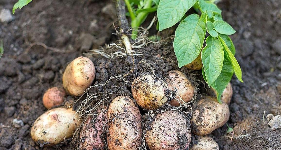 В Коми отменили карантин по золотистой картофельной нематоде