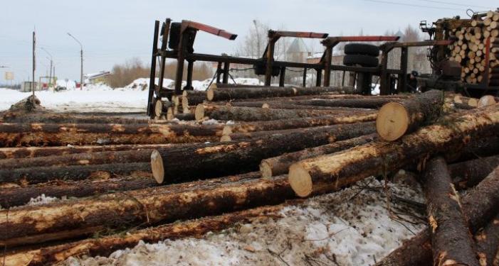 В России с 2022 года запрещается экспорт необработанной древесины