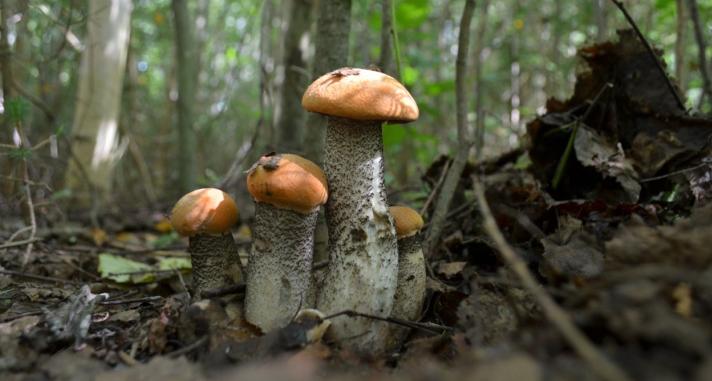 Ухтинский грибник с 50-летним опытом раскрыл тайны большого "улова" грибов