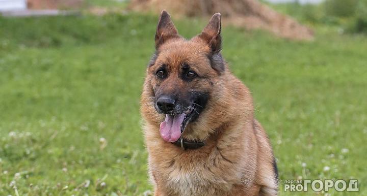 В ухтинском приюте для собак помогли не умереть животным от засухи